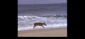 "Fake" video de Venado corriendo por supuestas playas de Mazatlán